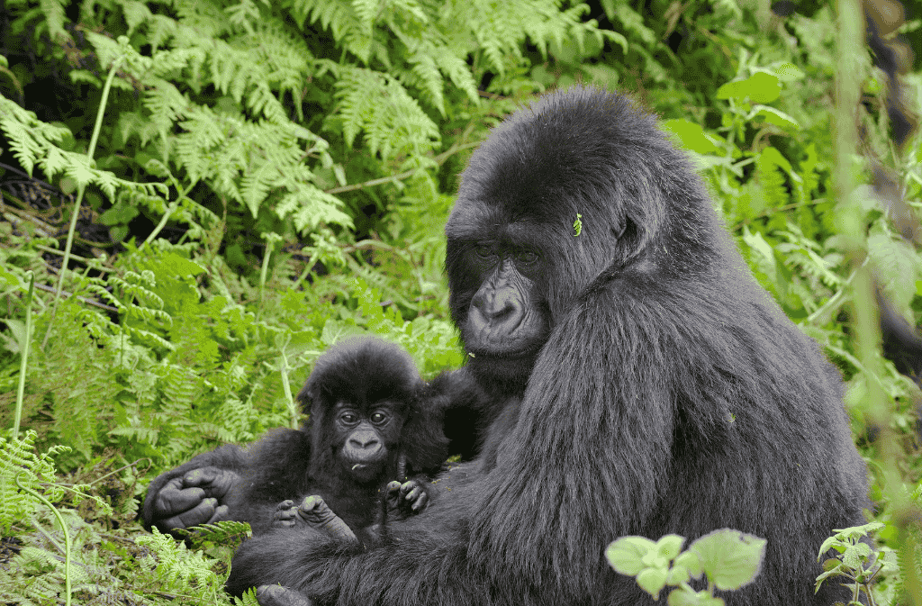 detall d'una familia de goril·les a uganda