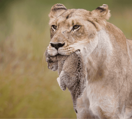 Detall d'una lleona portant un cadell a la boca a Sud-Àfrica