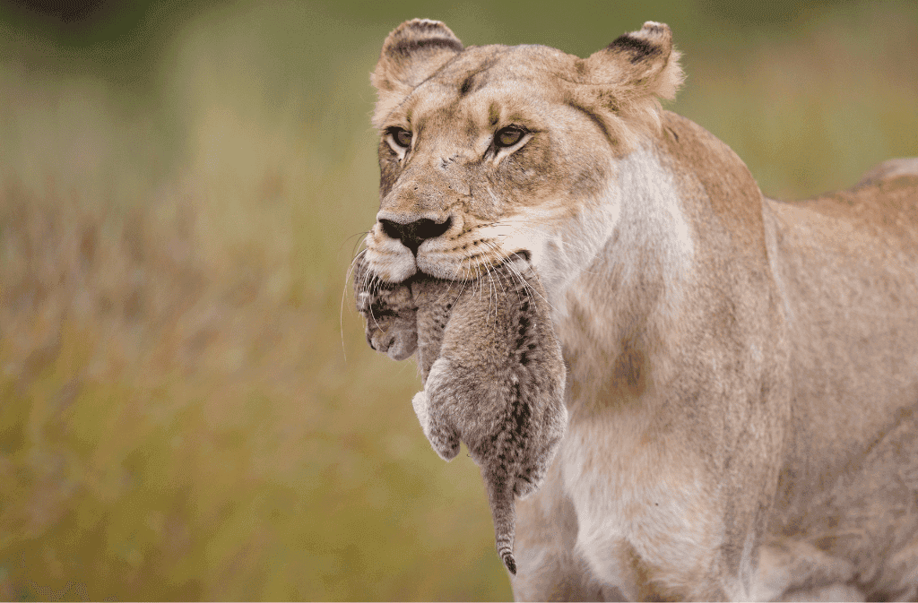 Detall d'una lleona portant un cadell a la boca a Sud-Àfrica