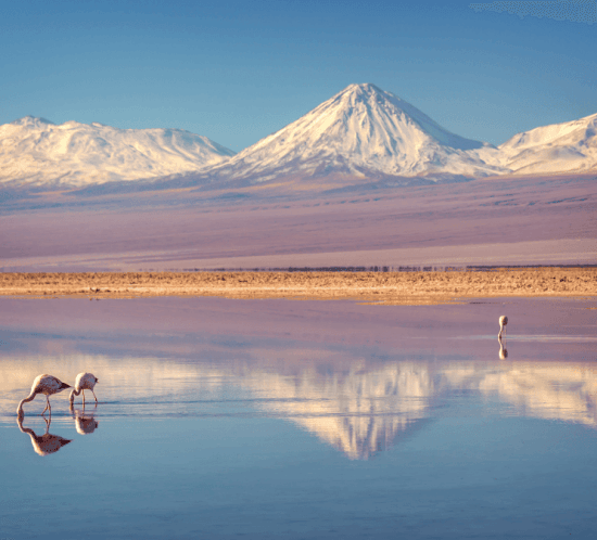 detall de xile salvatge