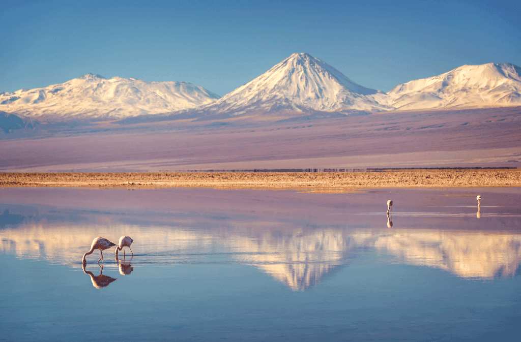 detall de xile salvatge