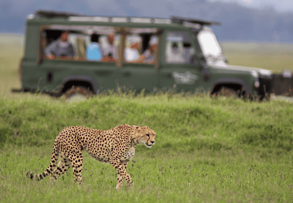 detall d'un safari per sud-àfrica exclusiu i poc massificat