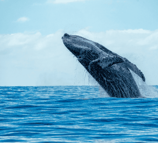 detall d'una balena saltant a l'aigua vista a canadà