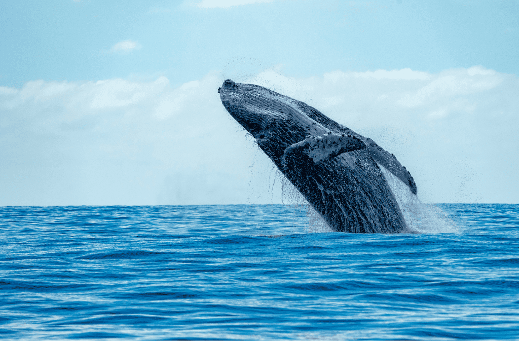 detall d'una balena saltant a l'aigua vista a canadà