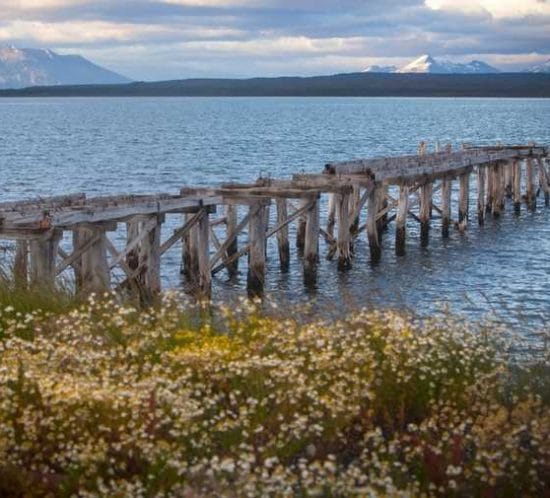 xile en estat natural i salvatge