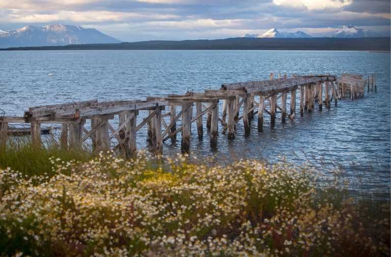 xile en estat natural i salvatge