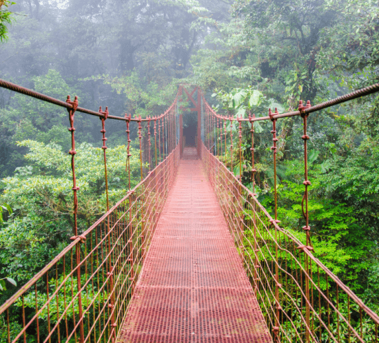 detall de parcs nacionals plens de vida salvatge de Costa Rica