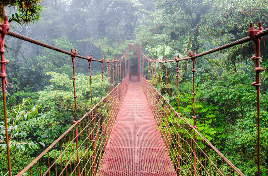 detall de parcs nacionals plens de vida salvatge de Costa Rica