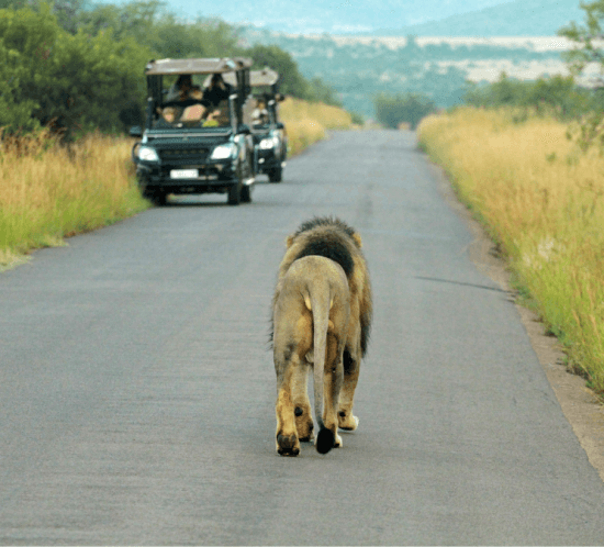 detall d'un safari a pilanesberg on es pot veure un lleó en estat salvatge