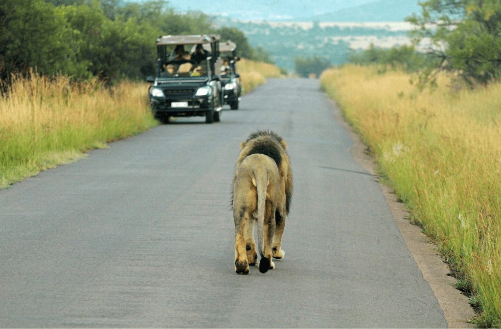 detall d'un safari a pilanesberg on es pot veure un lleó en estat salvatge