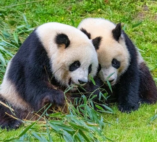 detall de dos óssos panda menjant bambú