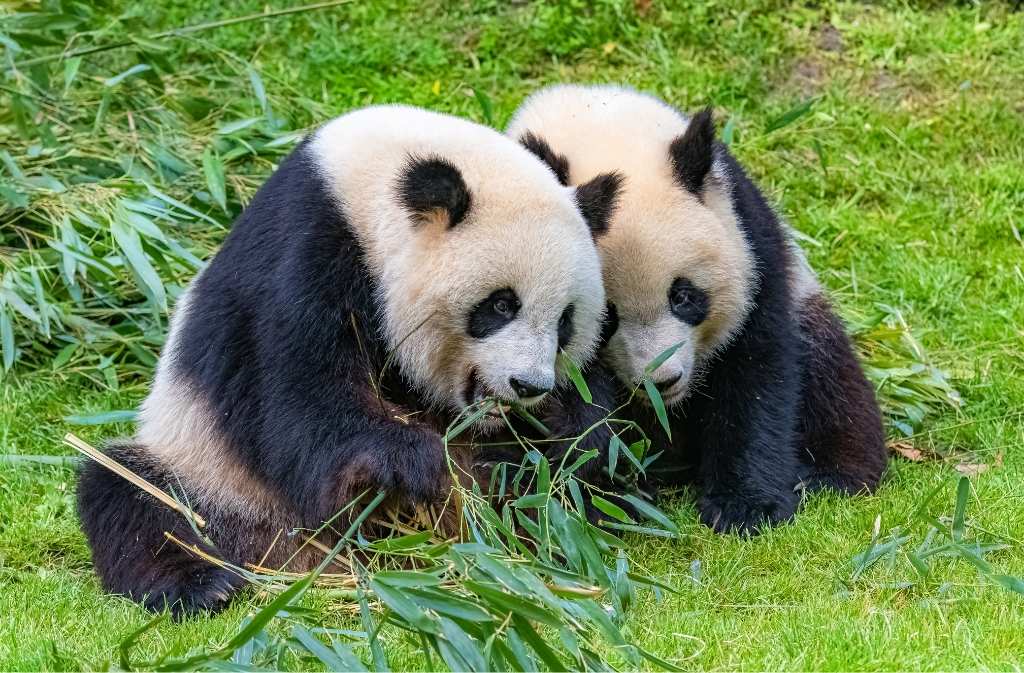 detall de dos óssos panda menjant bambú