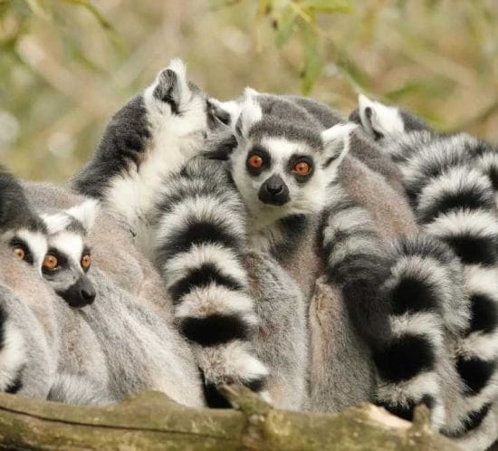 detall de lemurs a madagascar