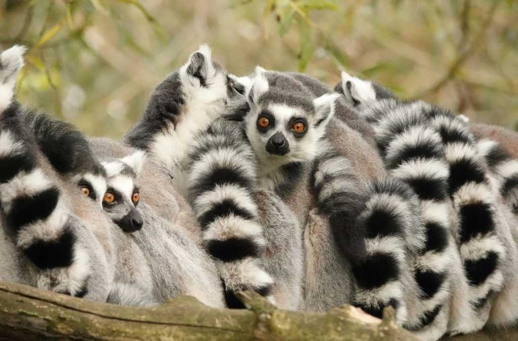 detall de lemurs a madagascar