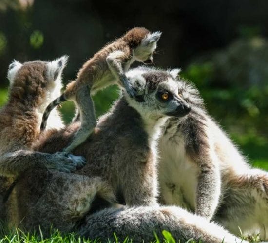 familia de lemurs a madagascar