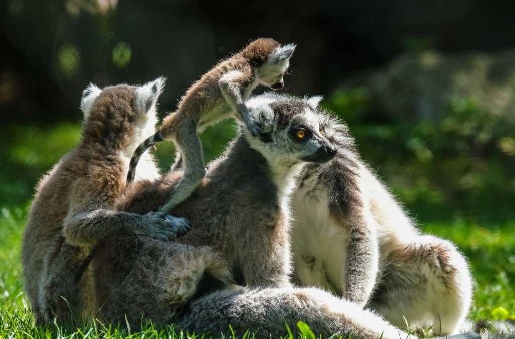 familia de lemurs a madagascar