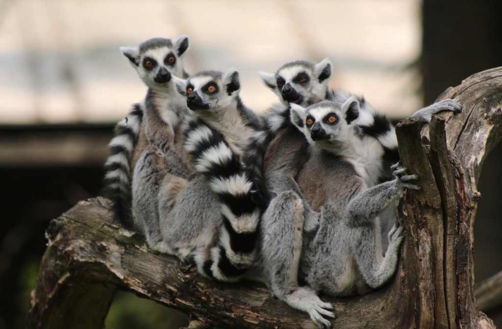 grup de lemurs a madagascar