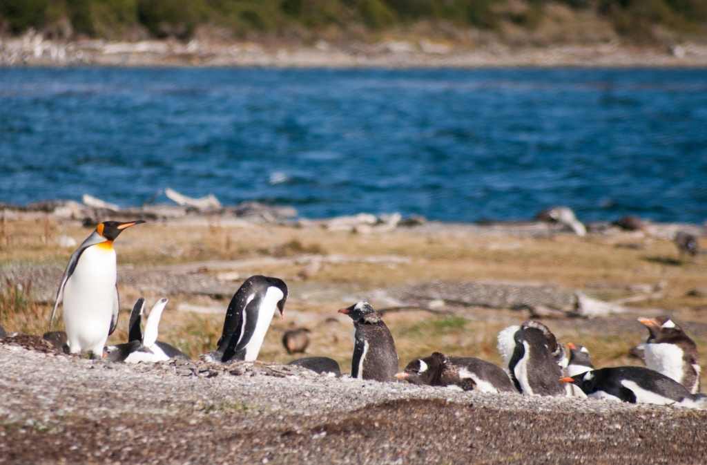 detall de una colònia de pingüins a Argentina