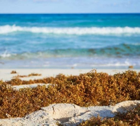 detall d'una platja amb algues naturals