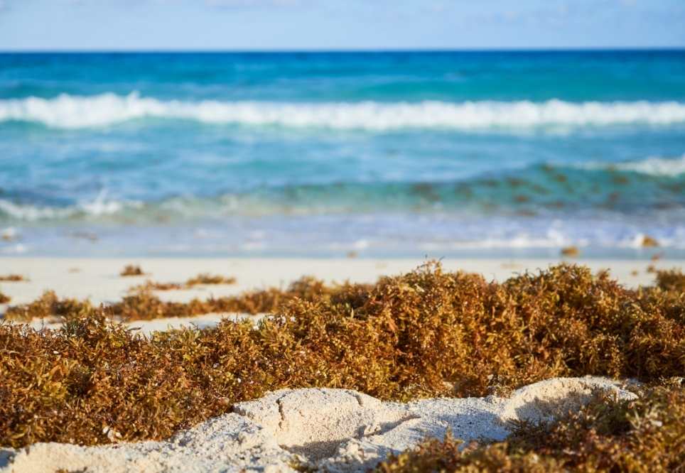 detall d'una platja amb algues naturals